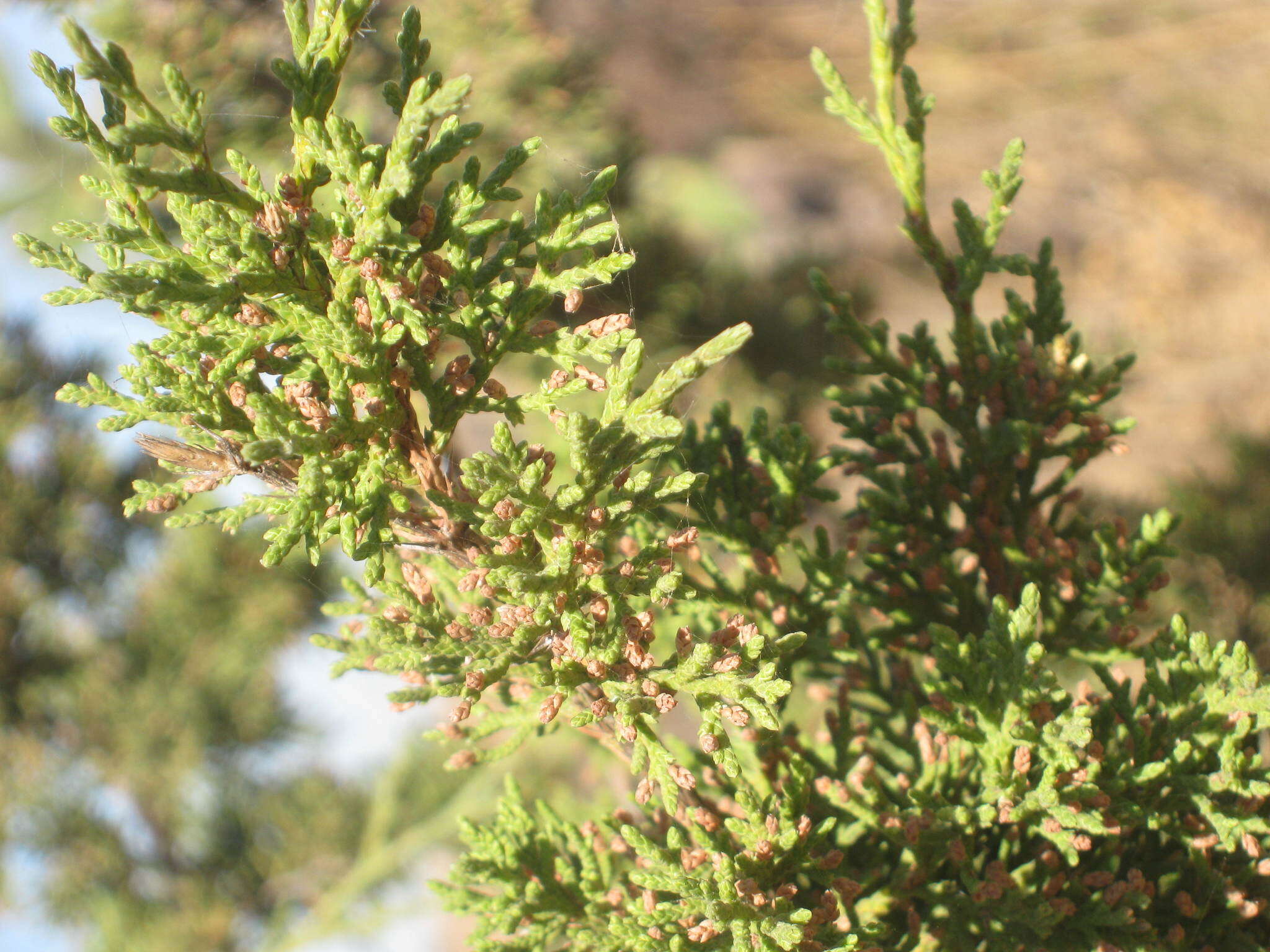 Juniperus coahuilensis (Martínez) Gaussen ex R. P. Adams resmi