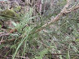 Image of Ephedra tweedieana C. A. Mey.