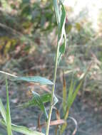 Centaurea jacea subsp. substituta (Czer.) A. D. Mikheev的圖片