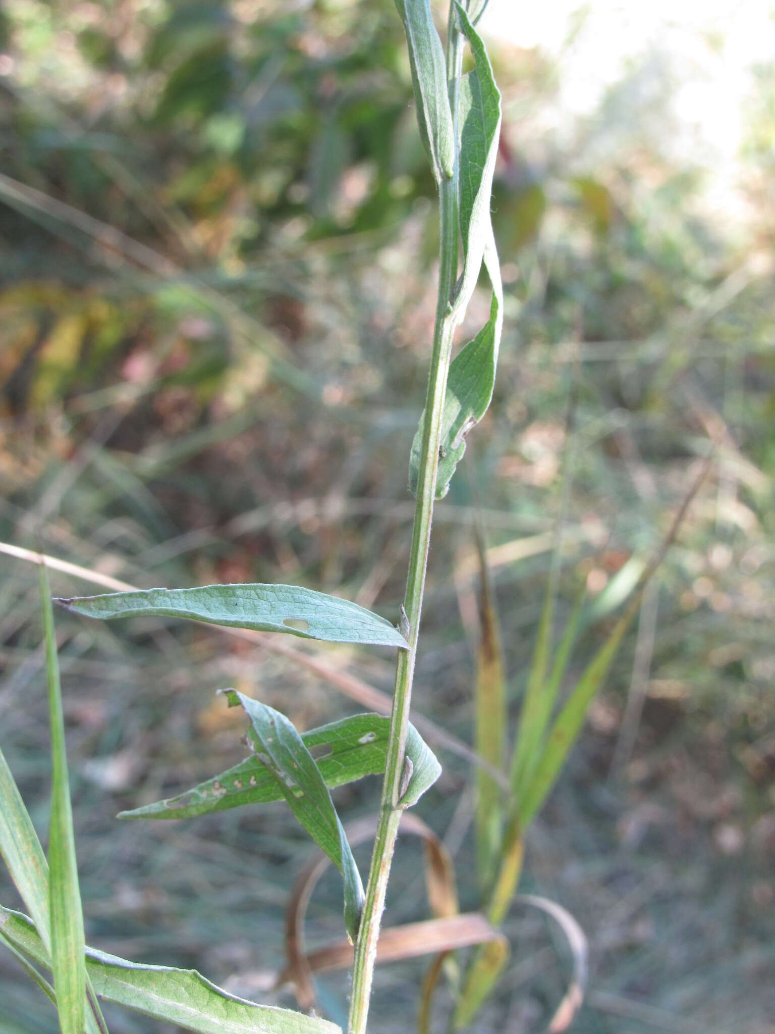 Image of Centaurea jacea subsp. substituta (Czer.) A. D. Mikheev