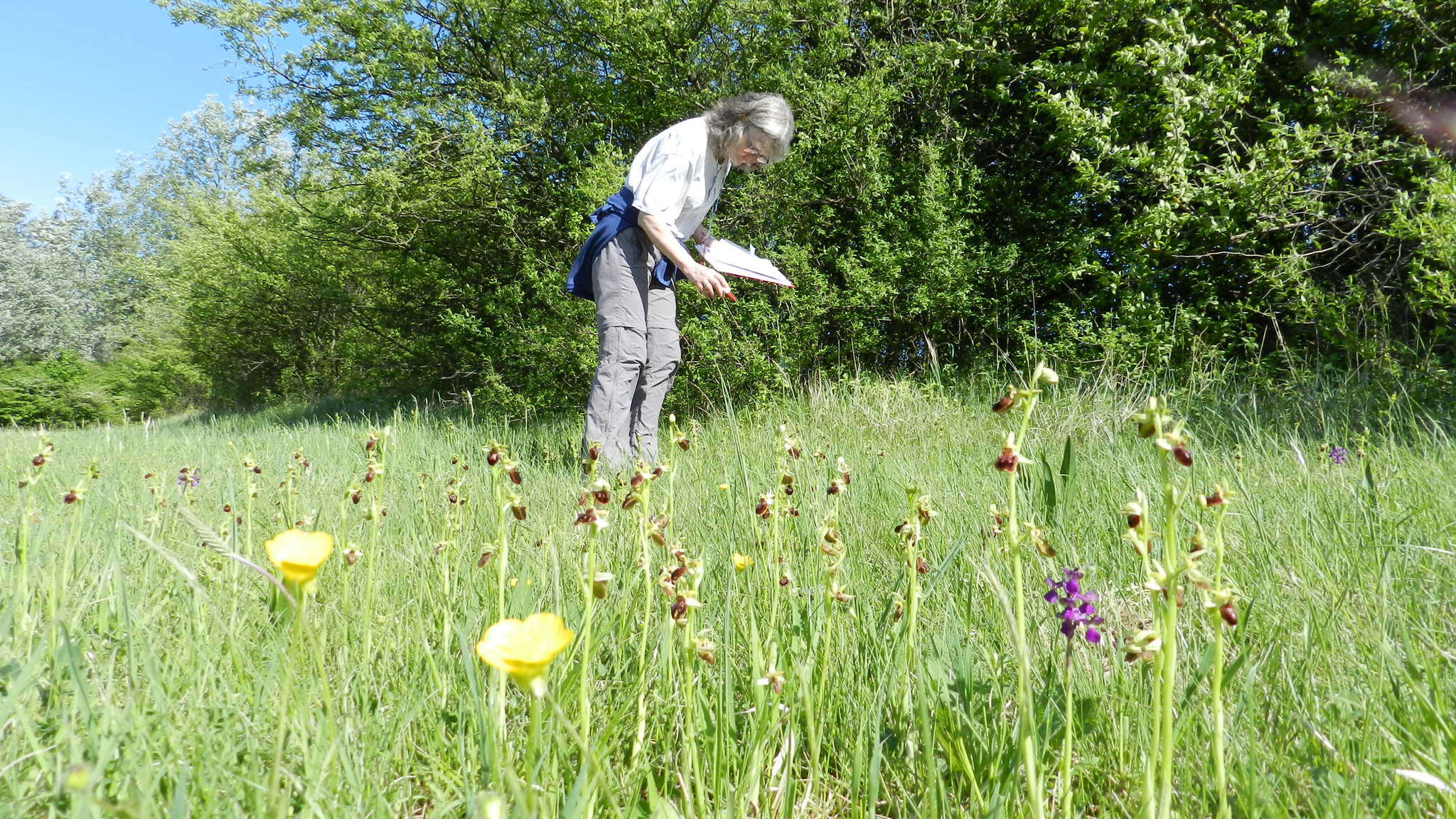 Image of Early spider orchid