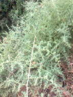 Image of Asparagus aphyllus L.