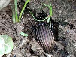 Image of Carabus (Ctenocarabus) melancholicus Fabricius 1798