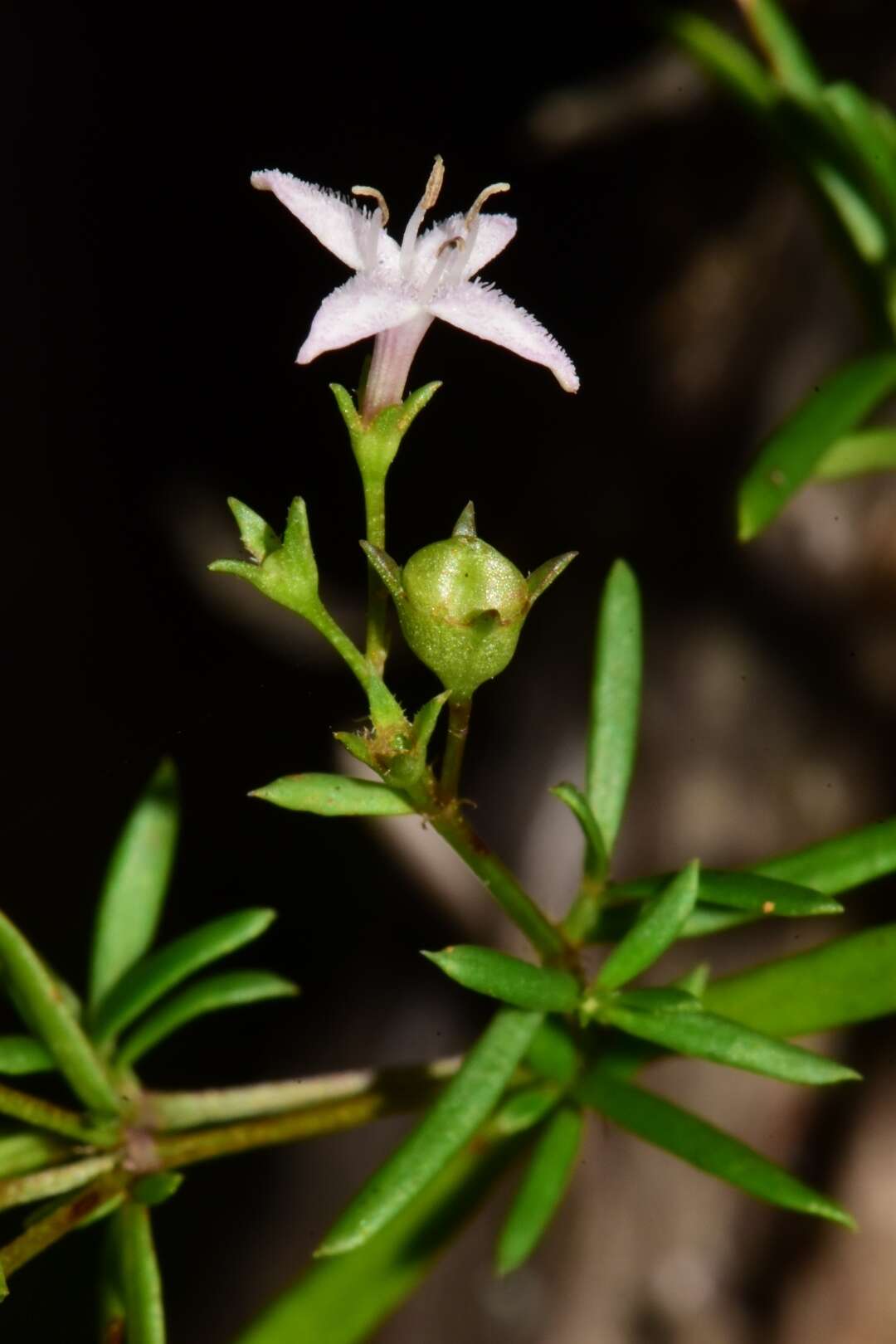 Image of diamondflowers