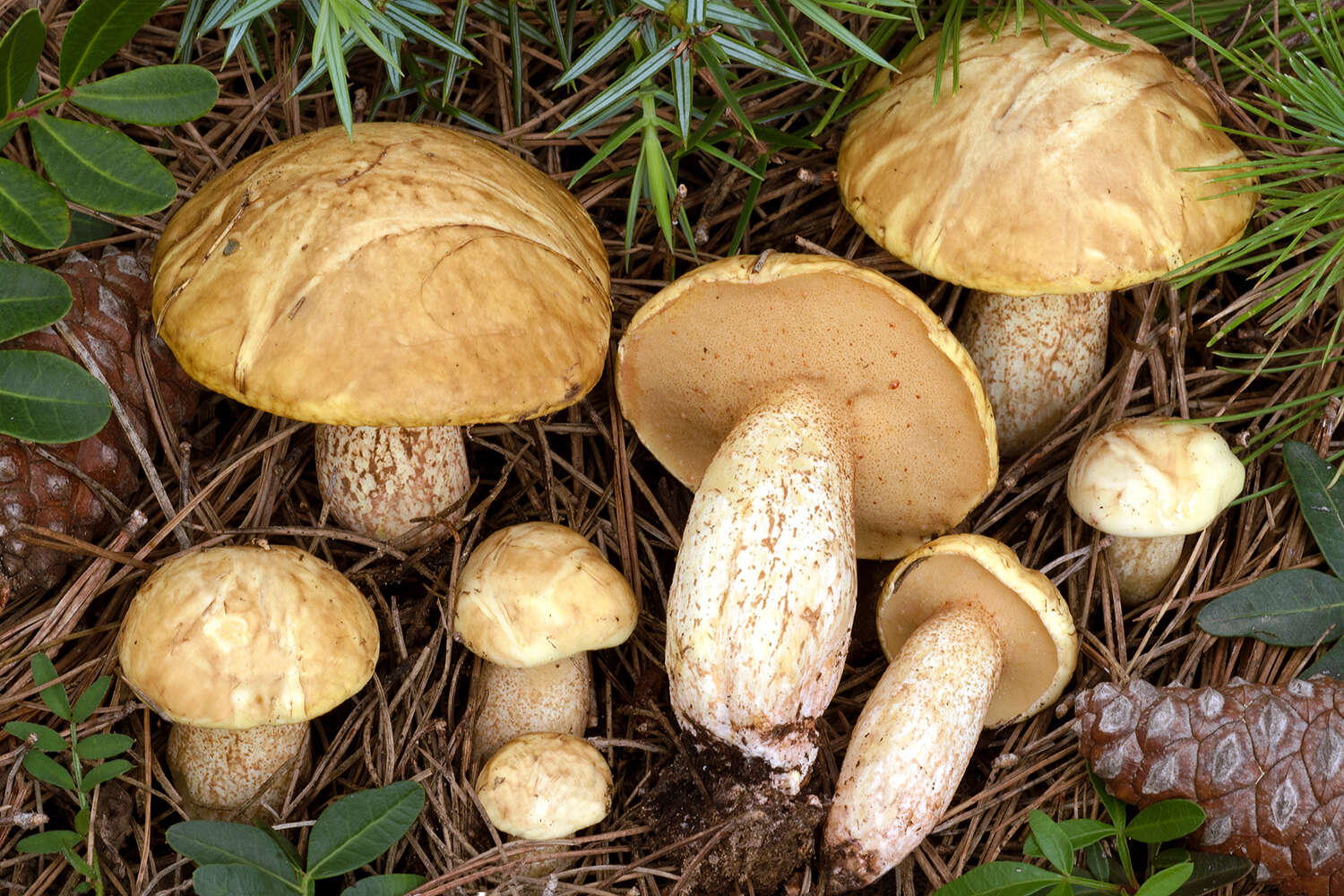 Image de Suillus mediterraneensis (Jacquet. & J. Blum) Redeuilh 1992