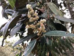 Image de Miconia biappendiculata (Naud.) Uribe