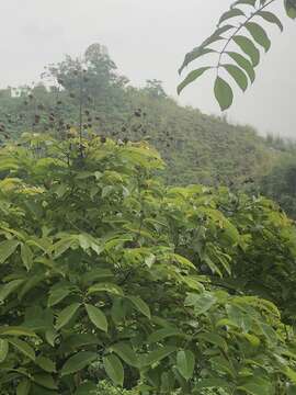 صورة Lagerstroemia speciosa (L.) Pers.