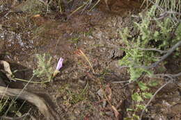 Image de Drosera liniflora Debbert