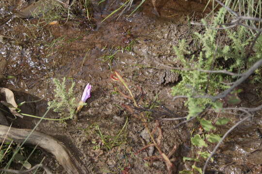 Image de Drosera liniflora Debbert