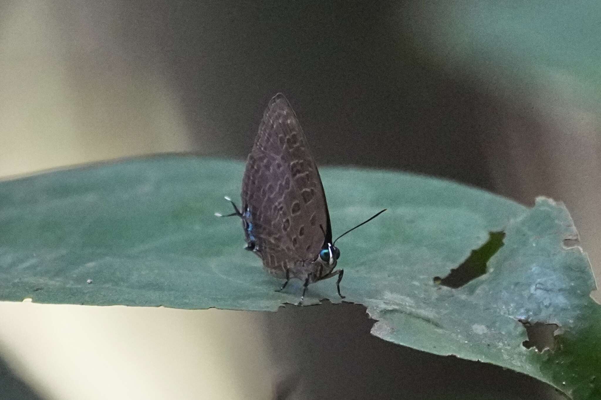 Image of Arhopala pseudomuta Staudinger 1889