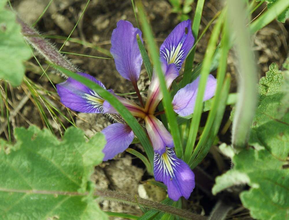 Plancia ëd Iris pontica Zapal.