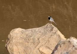 Image of Motacilla alba subpersonata Meade-Waldo 1901