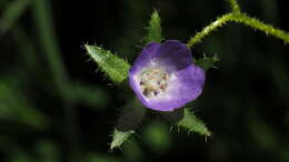 Image of Arizona fiestaflower