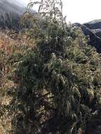 Image of Drooping Juniper