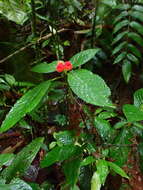 Image of Pearcea schimpfii Mansf.