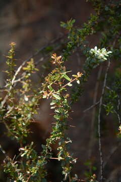 Image of Gymnosporia polyacantha (Sond.) Szyszyl.