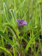 Plancia ëd Ipomoea polymorpha Roem. & Schult.