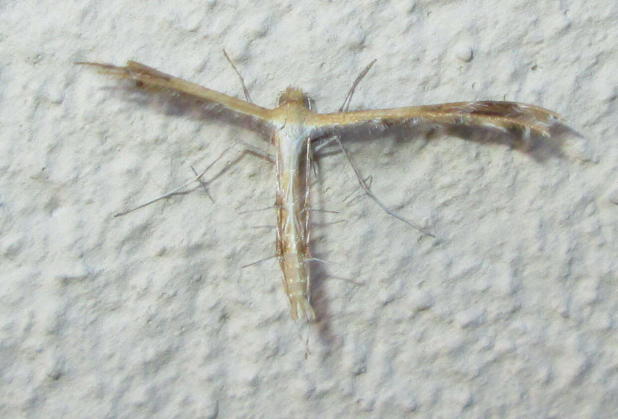 Image of Plume moth