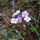 Image of Androsace sarmentosa subsp. primuloides (Duby) R. Govaerts