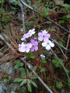 Image of Androsace sarmentosa subsp. primuloides (Duby) R. Govaerts