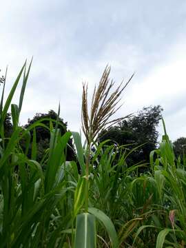 Image of perennial teosinte