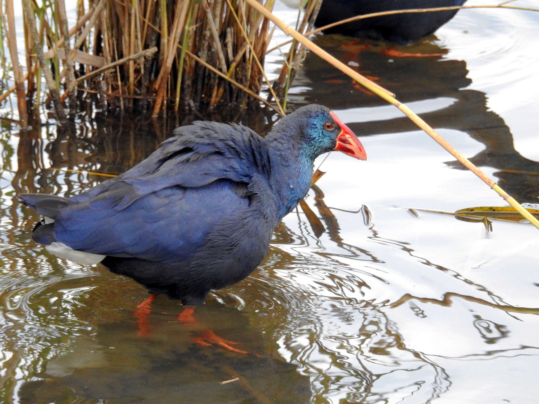 Image of Purple Swamphen