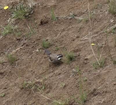 Image of Dark-bellied Cinclodes