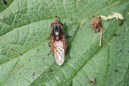 Image of Rhingia campestris Meigen 1822