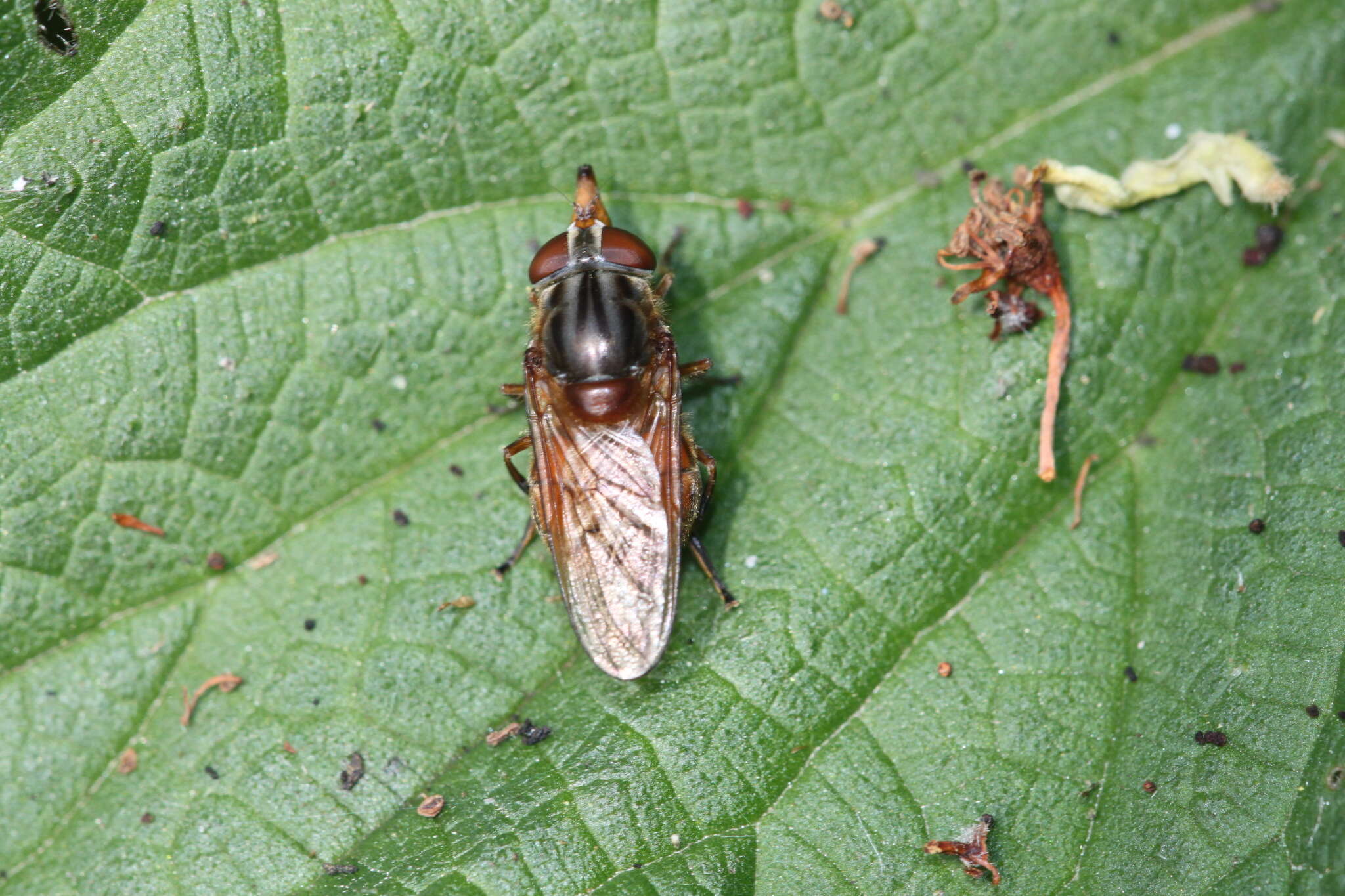 Image of Rhingia campestris Meigen 1822