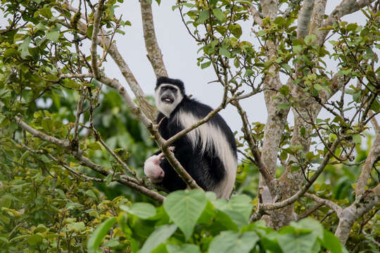 Image of Colobus guereza occidentalis (de Rochebrune 1887)