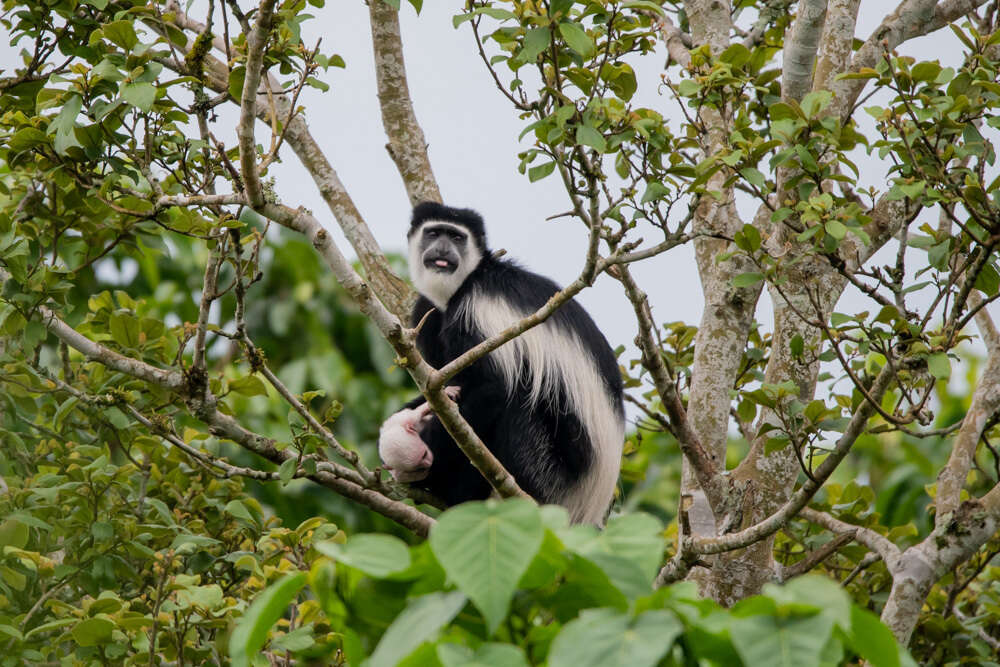 Image of Colobus guereza occidentalis (de Rochebrune 1887)