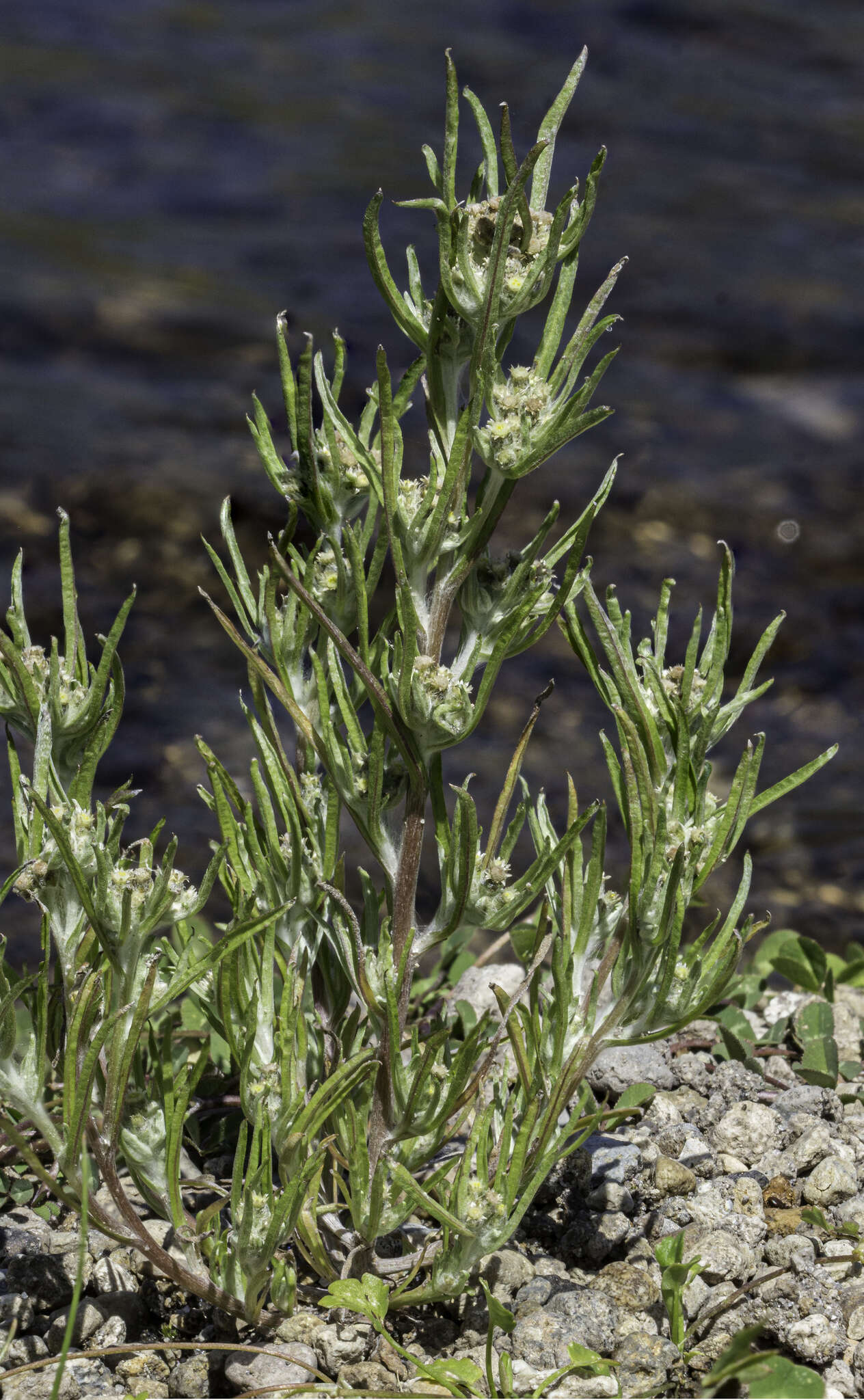 Image of Slender Cudweed