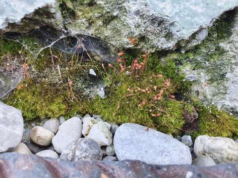 Image of leptobryum moss