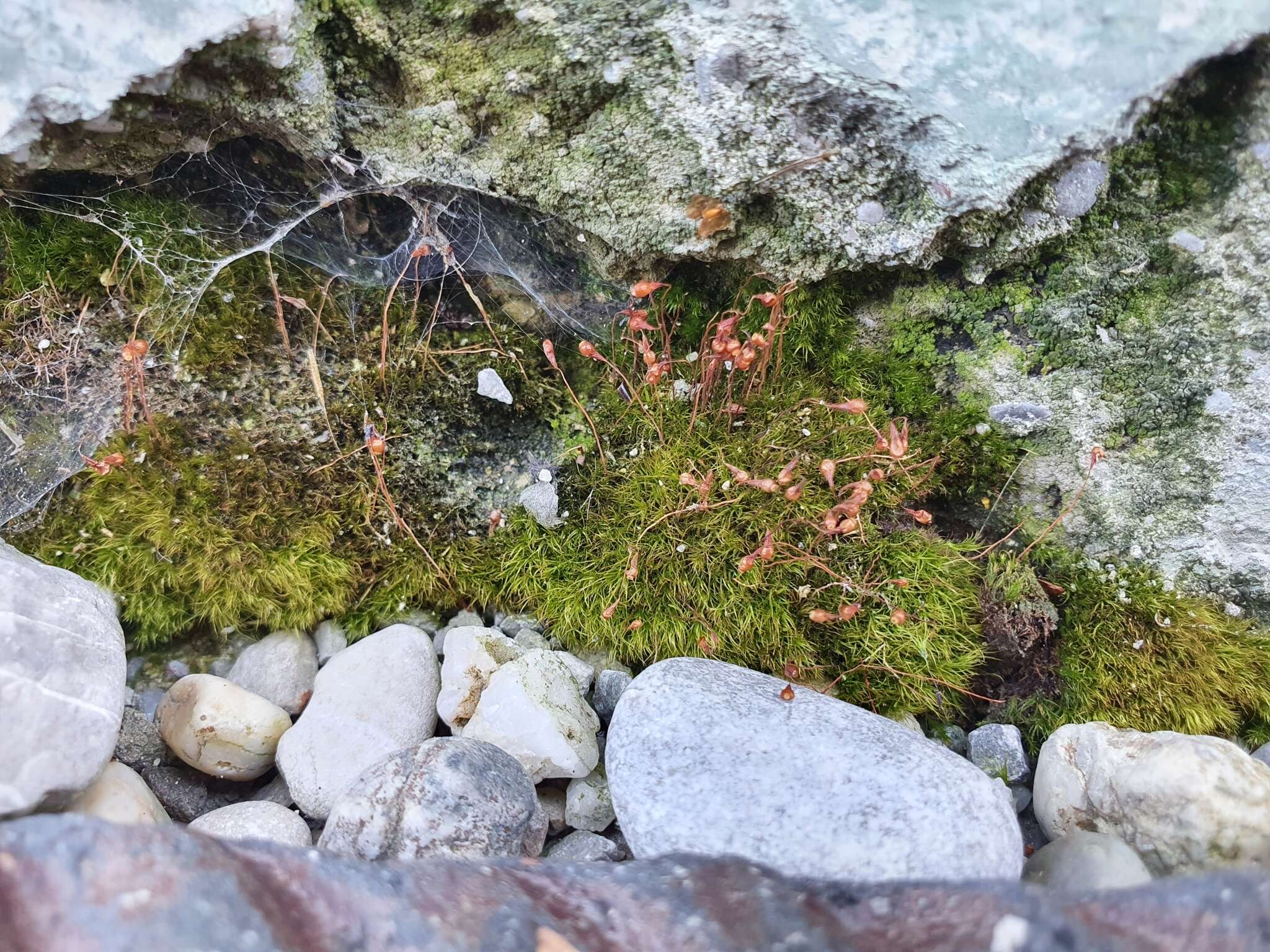 Слика од Leptobryum