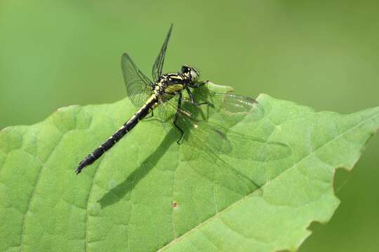 Image of Trigomphus melampus (Selys 1869)