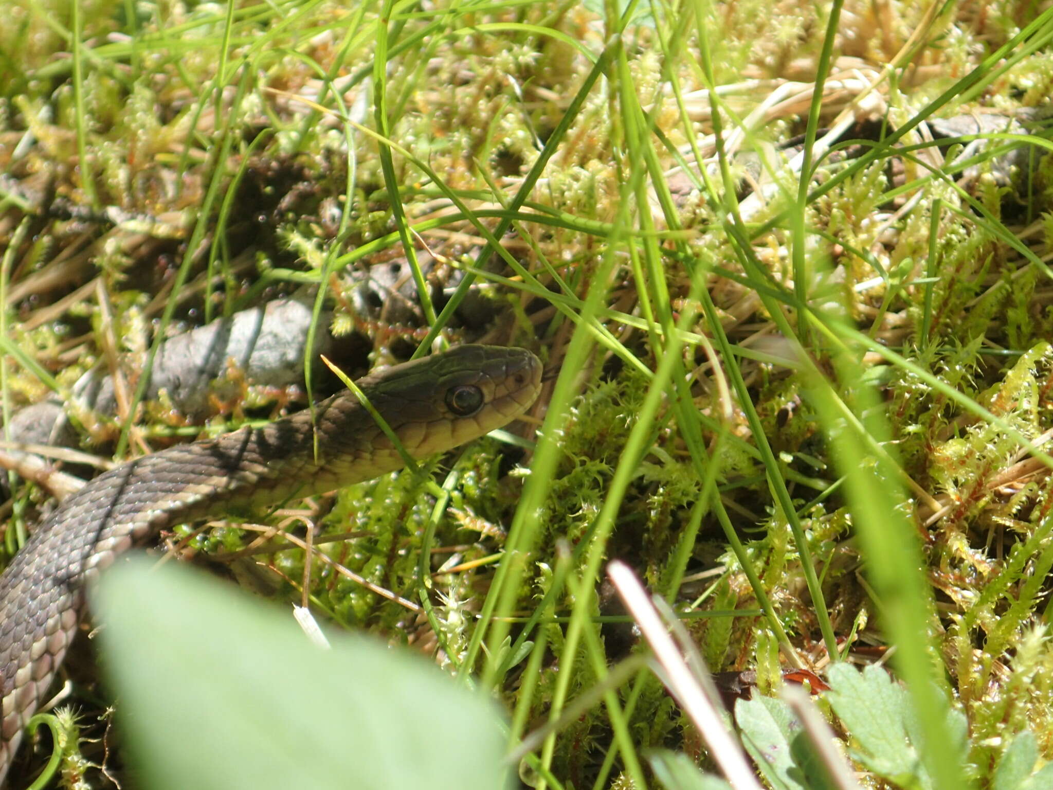 Image of Thamnophis sirtalis pallidulus Allen 1899