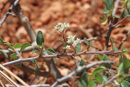 Plancia ëd Ceanothus martinii M. E. Jones