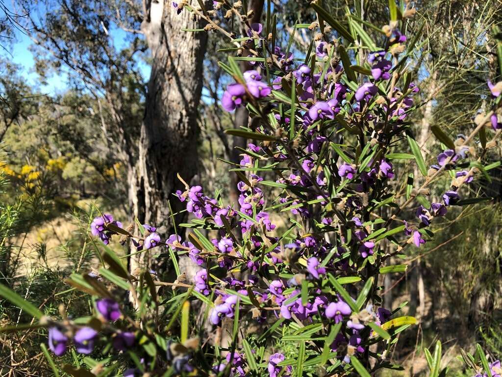 Hovea graniticola I. Thomps.的圖片