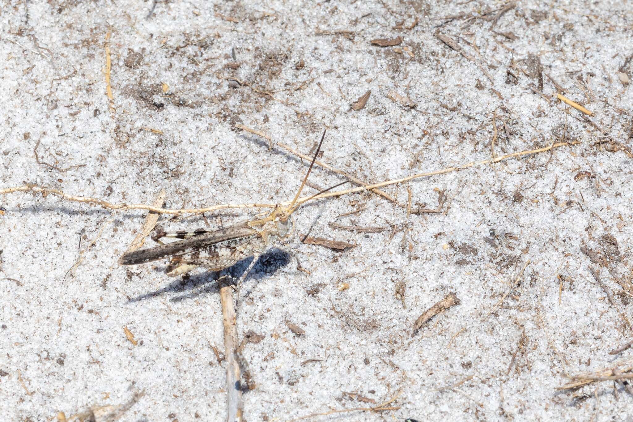 Image of Longhorn Band-wing Grasshopper