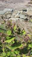 Image of common burdock