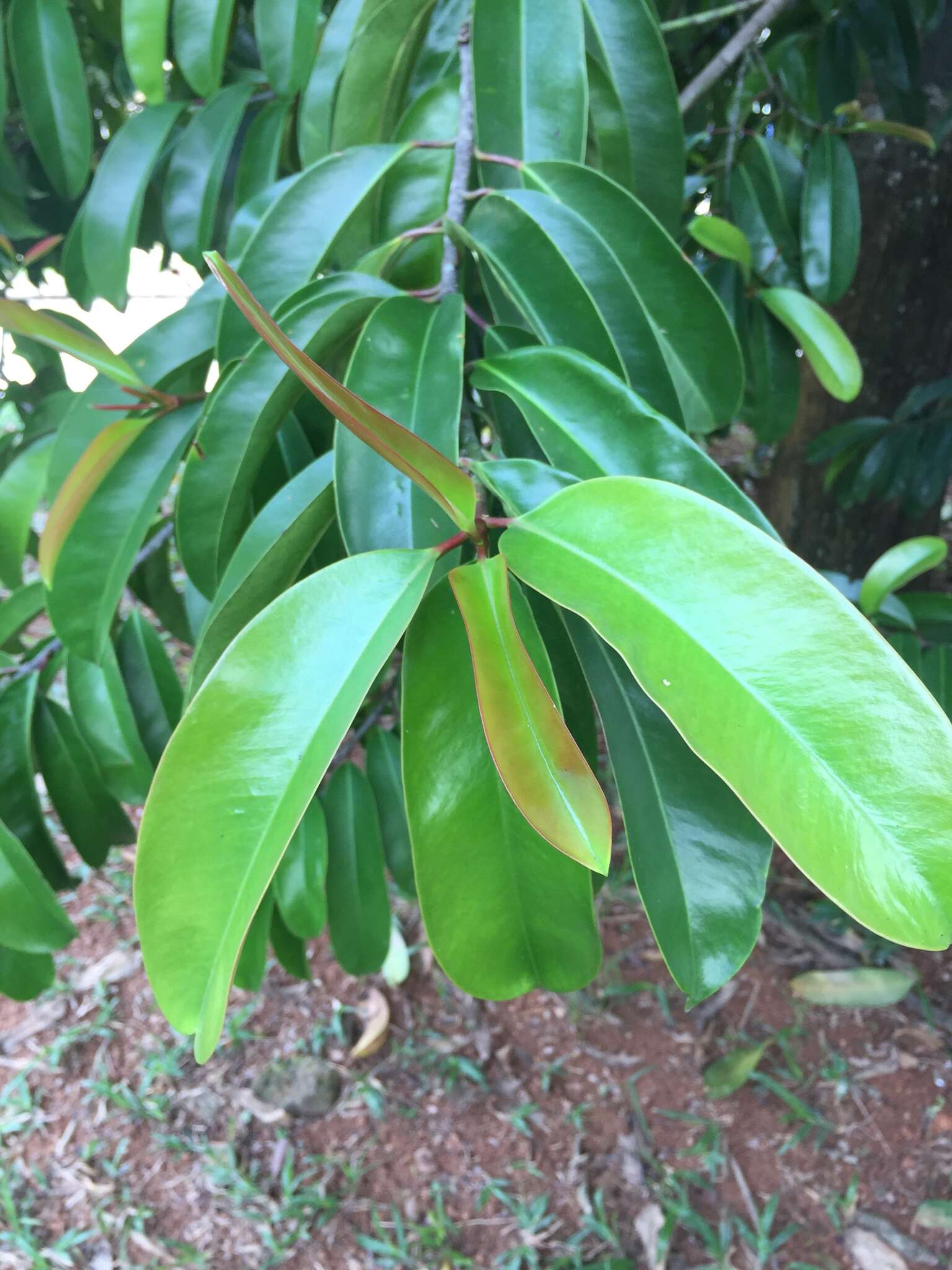 Image of Garcinia atroviridis Griff. ex T. Anders.