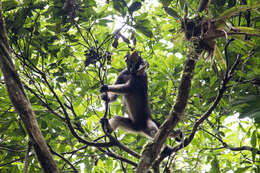 Image of Long-haired Spider Monkey