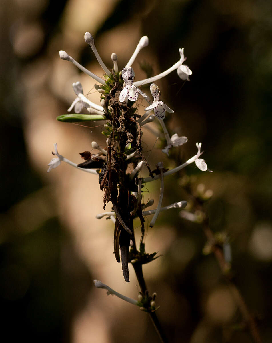 Image of Pseuderanthemum ludovicianum (Büttn.) Lindau