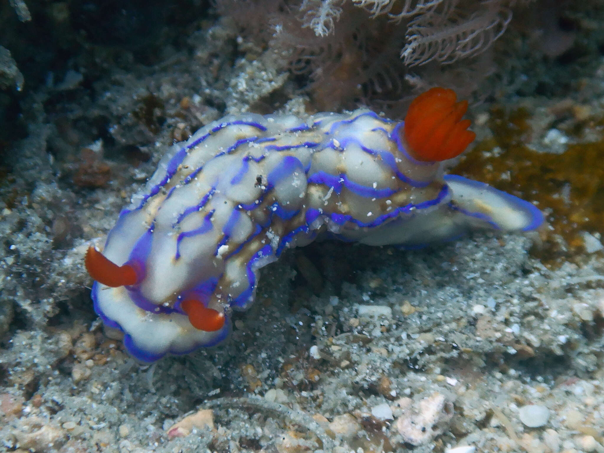 Imagem de Hypselodoris maridadilus Rudman 1977