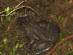 Image of Corsican Painted Frog