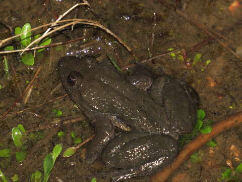 Image of Corsican Painted Frog