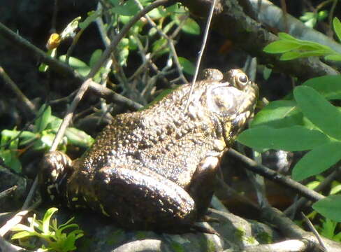 Sivun Lithobates heckscheri (Wright 1924) kuva