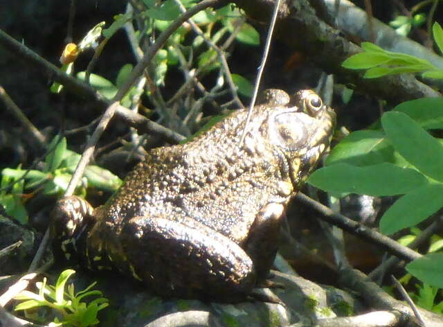 Image of River Frog