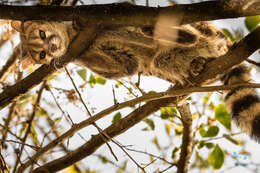 Image of Blotched Genet