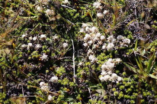 Image of Raoulia subsericea Hook. fil.